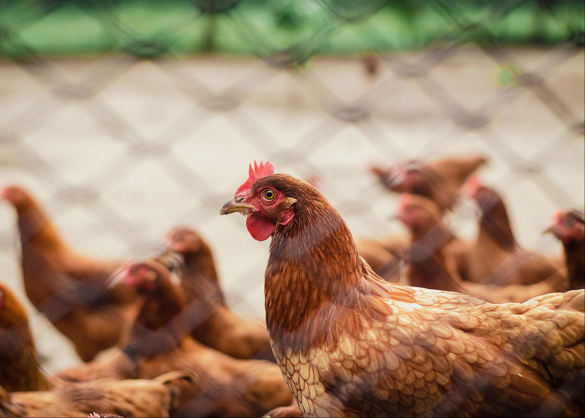 Gripe aviária é transmitida por meio do contato direto entre as aves infectadas