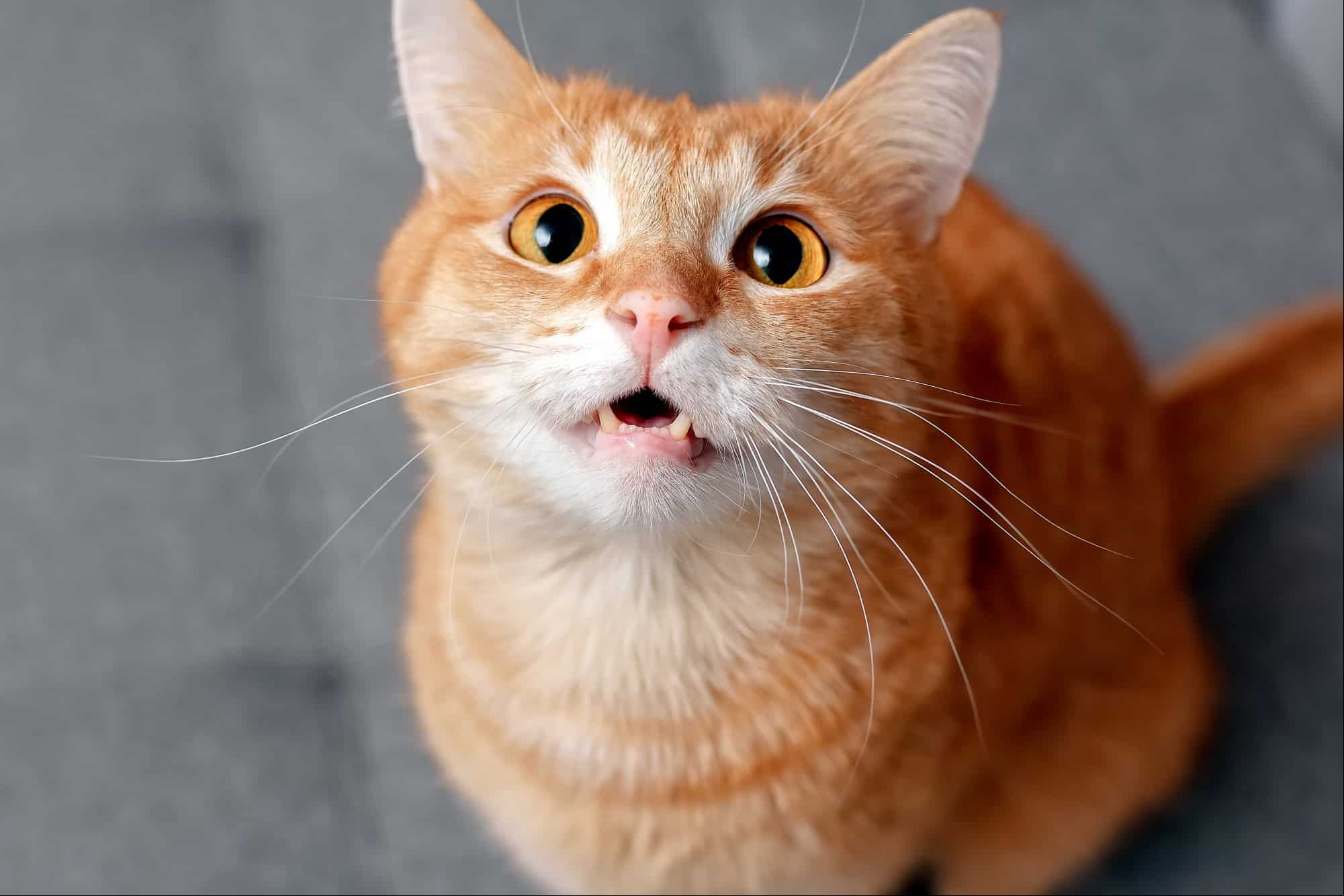 A investigação científica mostrou que os gatos apresentam comportamentos distintos quando expostos a odores de pessoas familiares e desconhecidas