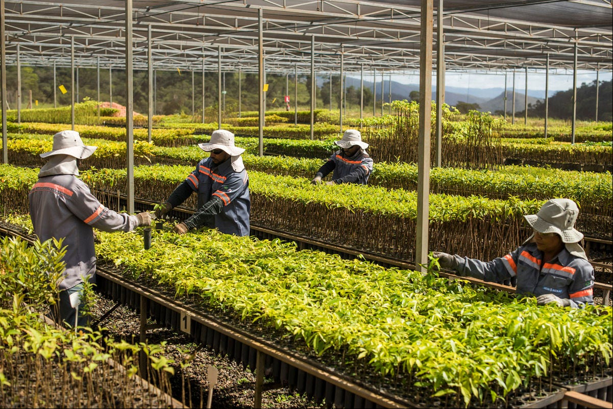 Viveiro de Mudas da Anglo American em Conceição do Mato Dentro tem capacidade para produzir até 750 mil mudas por ciclo