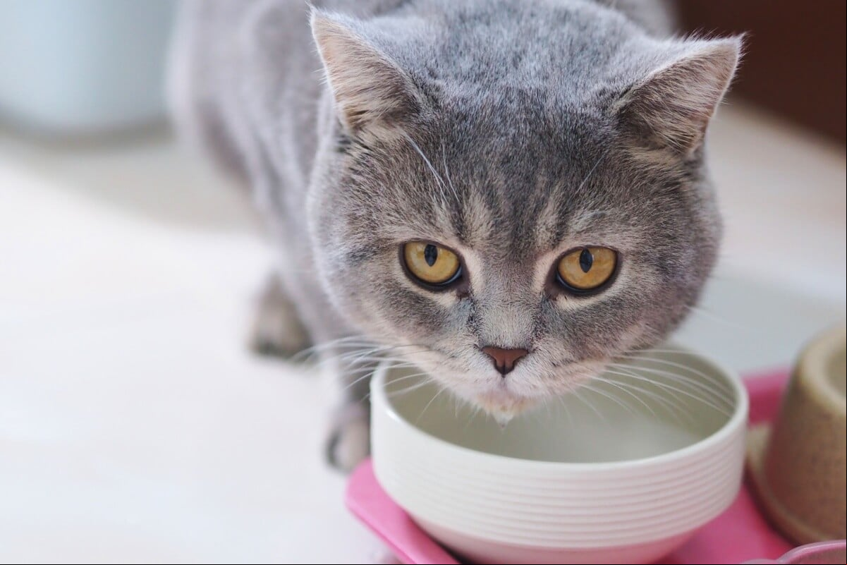 É importante ficar atento às causas do vômito dos gatos